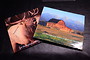 3H WILDLIFE Edition Coffee Table Book