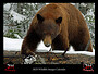2025 Wildlife Calendar - SOME LIKE IT HOT PURCHASE